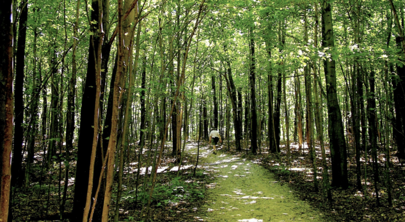 Historical forest biodiversity changes conservation efforts